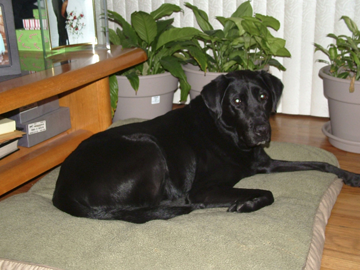 Dogs of Stone Creek Kennels The Kennels of Stone Creek