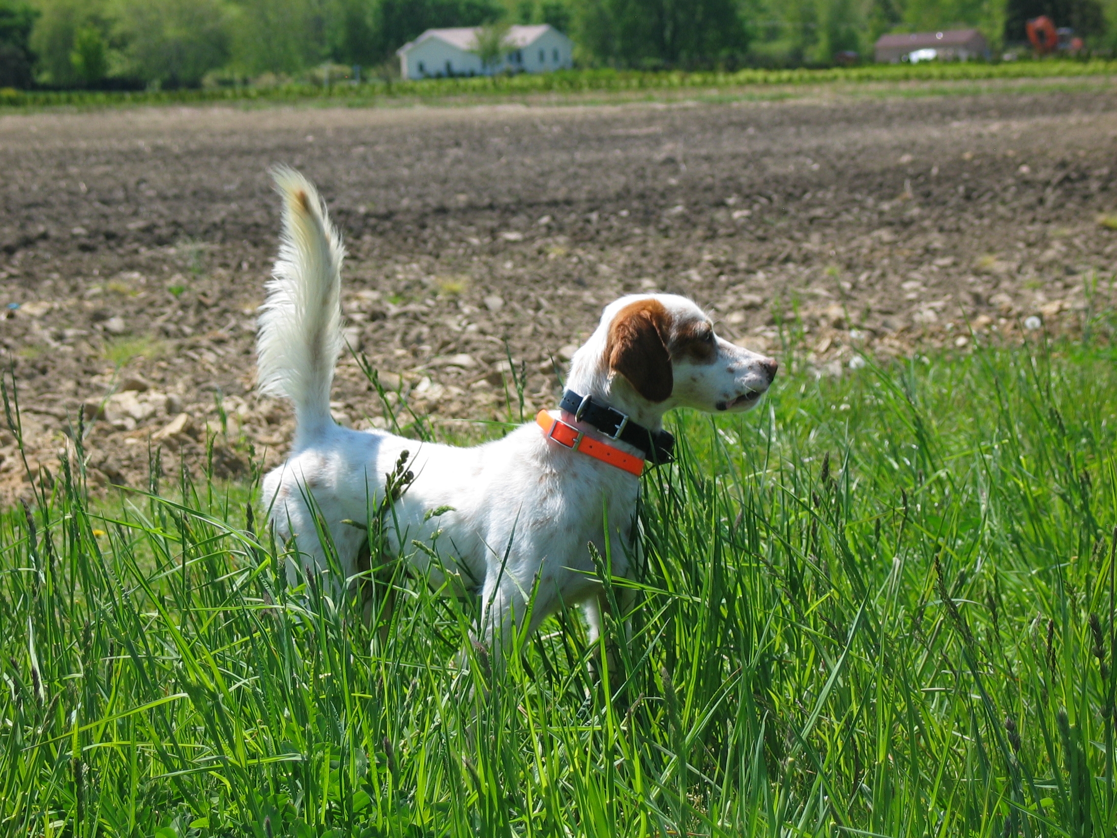 Dogs of Stone Creek Kennels Sam The Kennels of Stone Creek
