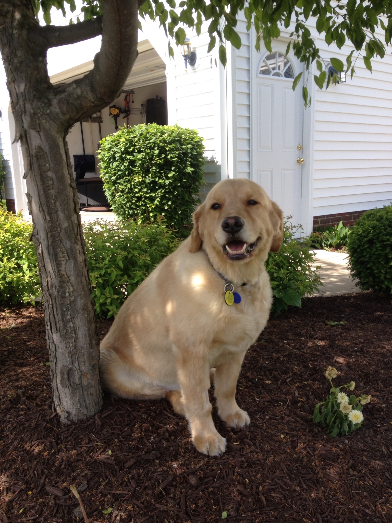 The Kennels of Stone Creek