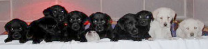 stone creek kennels puppies